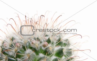 cactus about to bloom,, isolated