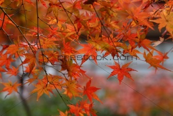 Red leaves of japanese mapple
