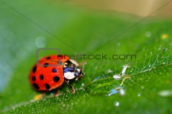 Lady Bug (6408)