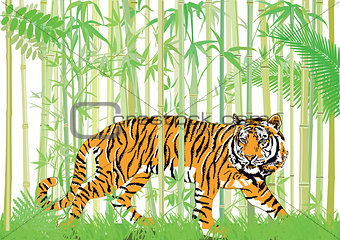 Tiger in the bamboo jungle