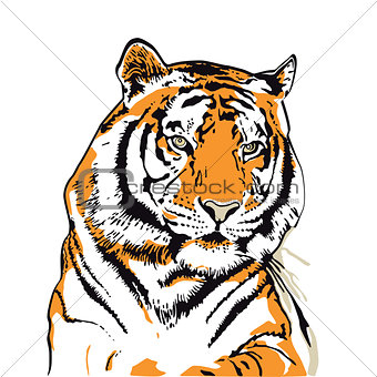 Tiger head illustration isolated on white