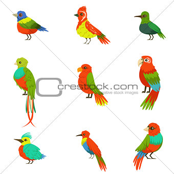 Exotic Birds From Jungle Rain Forest Set Of Colorful Animals Including Species Of Paradise Birds And Parrots