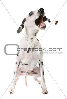 dalmatian dog in studio