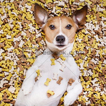 hungry dog in big  food mound