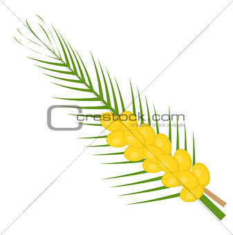 Fresh dates icon flat, cartoon style. Yellow fruit isolated on white background. Vector illustration, clip-art.
