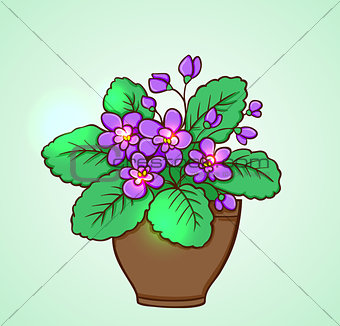 Blooming violets in a flowerpot