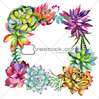 Wildflower succulentus flower frame in a watercolor style isolated.