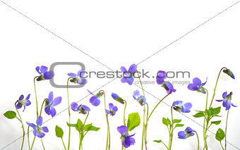 Viola odorata flowers