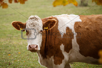 Brown and white dairy cow in pasture, Czech Republic