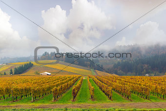 Dundee Oregon Vineyard During Fall Season