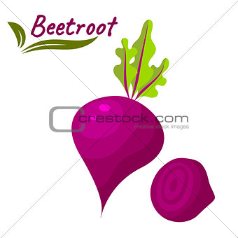 Beetroot vegetable vector illustration. Beet root with leaves and slice.