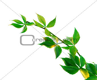 Green branch of grapes leaves 