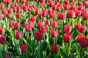 Flower tulips background. Beautiful view of red tulips under sunlight landscape in spring