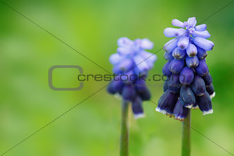 Flowers of blue hyacinth in nature.