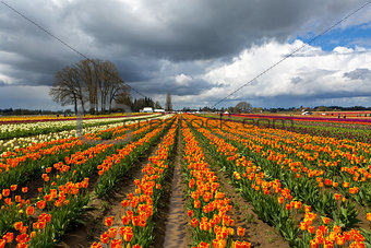 Rows of Colorful Tulips at Festival