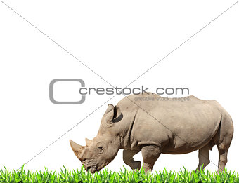White rhinoceros and green grass