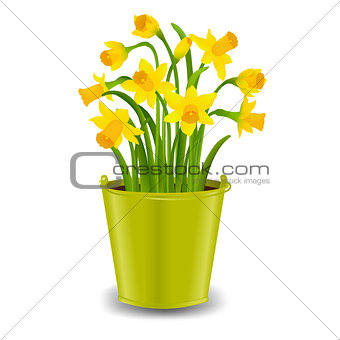 Narcissus In Pot