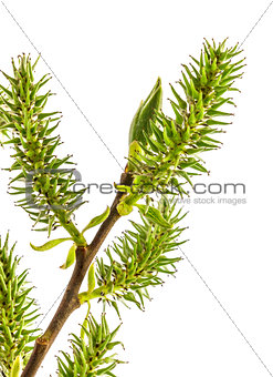Spring green branch with leaf and flower willow