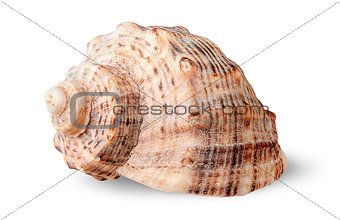 Seashell rapana side view rotated