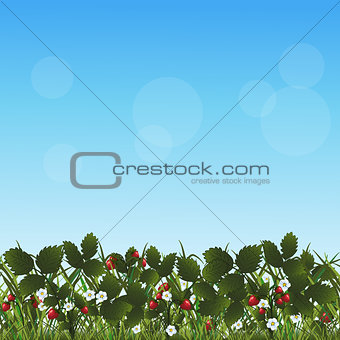 lawn with flowers strawberries and herbs
