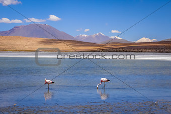 Pink flamingos in altiplano laguna, sud Lipez reserva, Bolivia