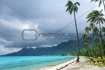 Palm trees on Temae Beach in Moorea island