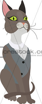 Gray cat in vest on a white background