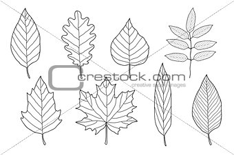 set of hand drawn leaves