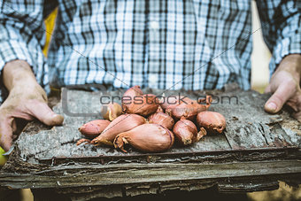 Farmer with onions