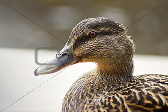 Duck of brown color on the banks 