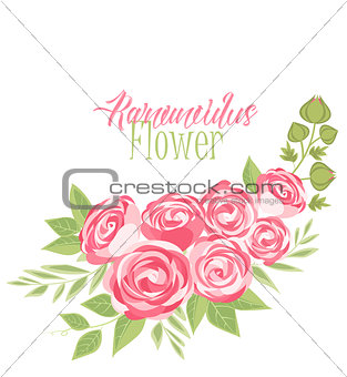 Vector ranunculus flower