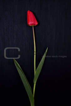 One red tulip on a black surface