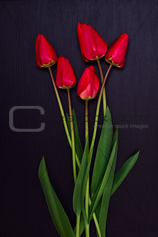 bouquet of red unblown tulips 