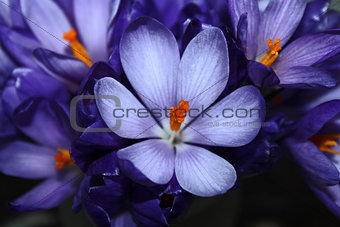 Spring crocus bouquet