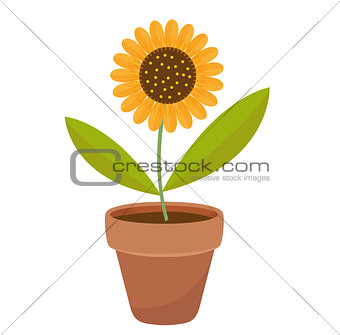 Sunflower in a flowerpot. icon flat, cartoon style. Isolated on white background. Vector illustration, clip-art.