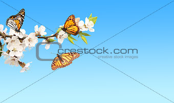 Flowers of cherry and monarch butterflies