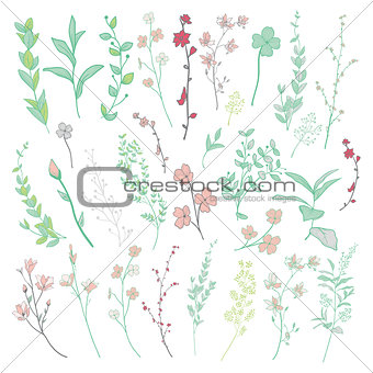 Vector Colorful Drawn Herbs, Plants and Flowers.