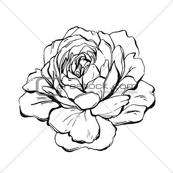 Hand made vector abstract graphic ink peony or rose flower isolated on white background.Outline design elements for boho wedding,birthday,save the date card