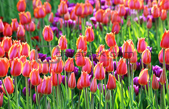 Colorful flowering tulips