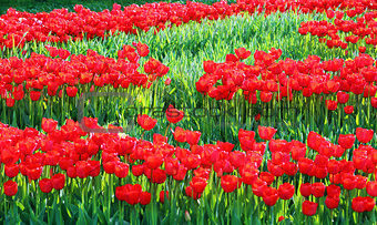 Red flowering tulips
