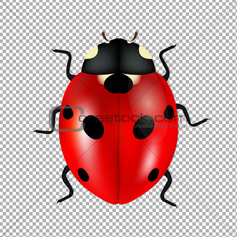Ladybug Isolated In Trasparent Background