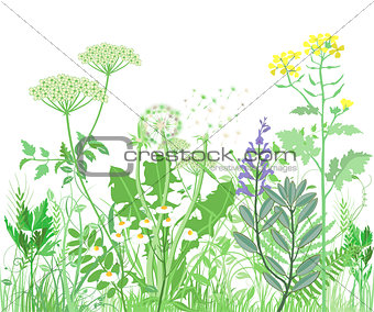 Herbs and wild flowers. Botanical Illustration