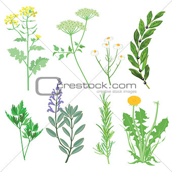 Herbs and wild flowers. Botanical Illustration