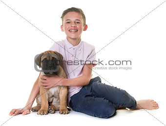 puppy bull mastiff and child