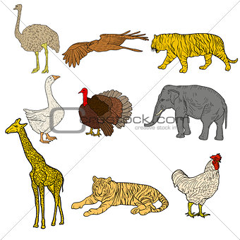 Sketch elephant, tiger, eagle, rooster, giraffe, ostrich, turkey, goose. chicken on a white background. Vector illustration