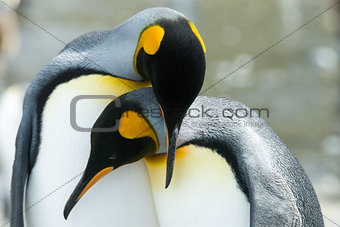 Close-up of king penguin looking at camera