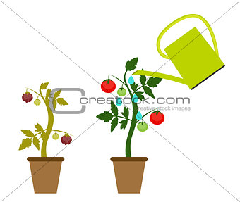 Garden Background Vector Illustration. Growing Bush of Tomatoes 