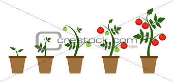 Garden Background Vector Illustration. Growing Bush of Tomatoes 