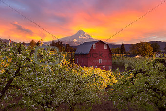 Sunset over Mt Hood and Red Barn