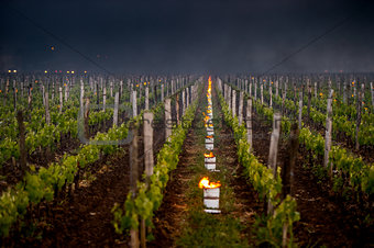 The Bordeaux vineyards affected by a devastating frost